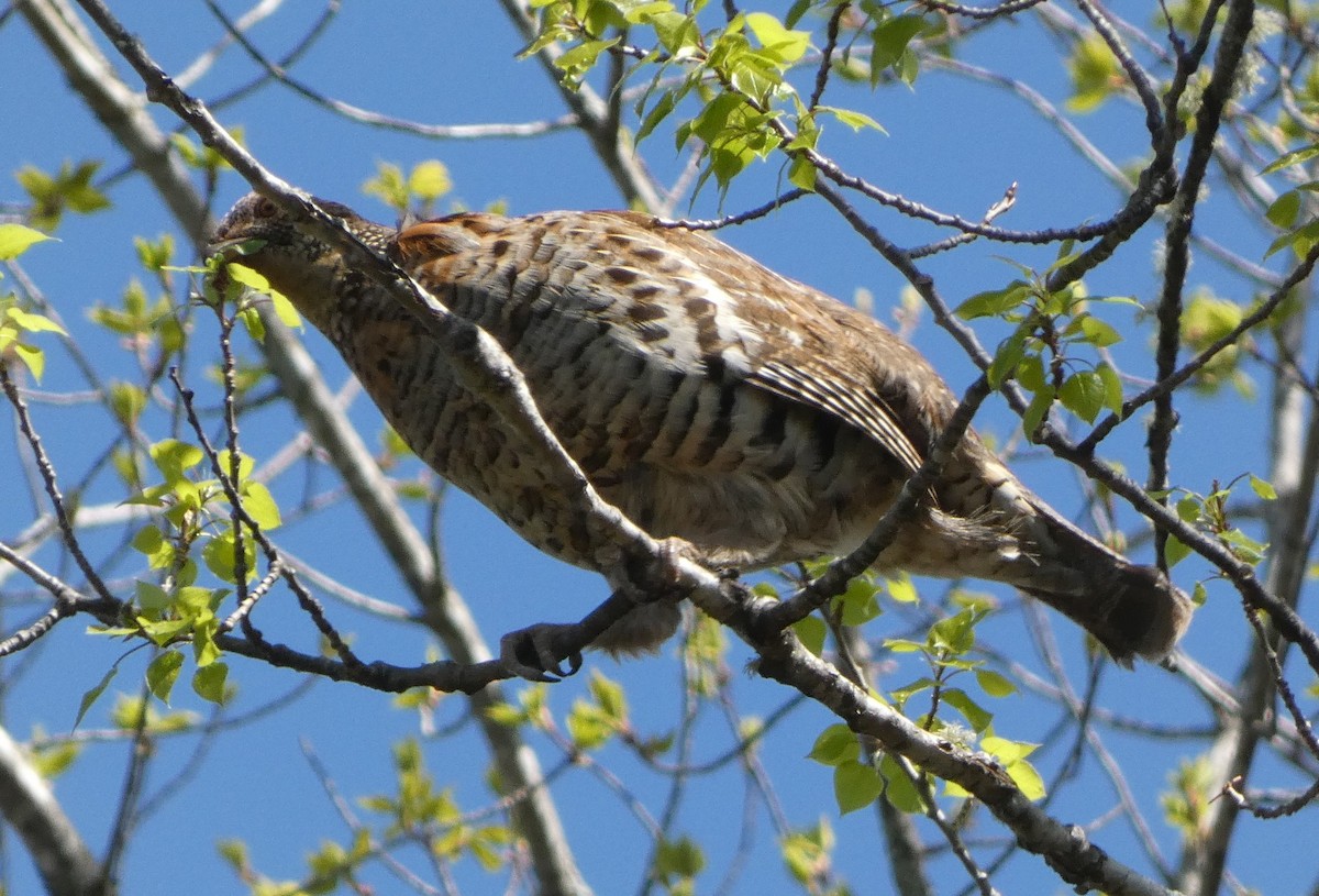 Ruffed Grouse - ML619194082