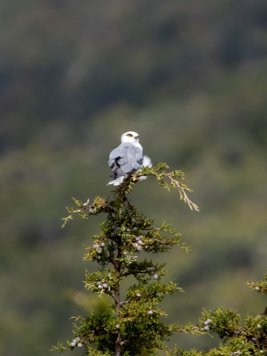 White-tailed Kite - Arnulfo López