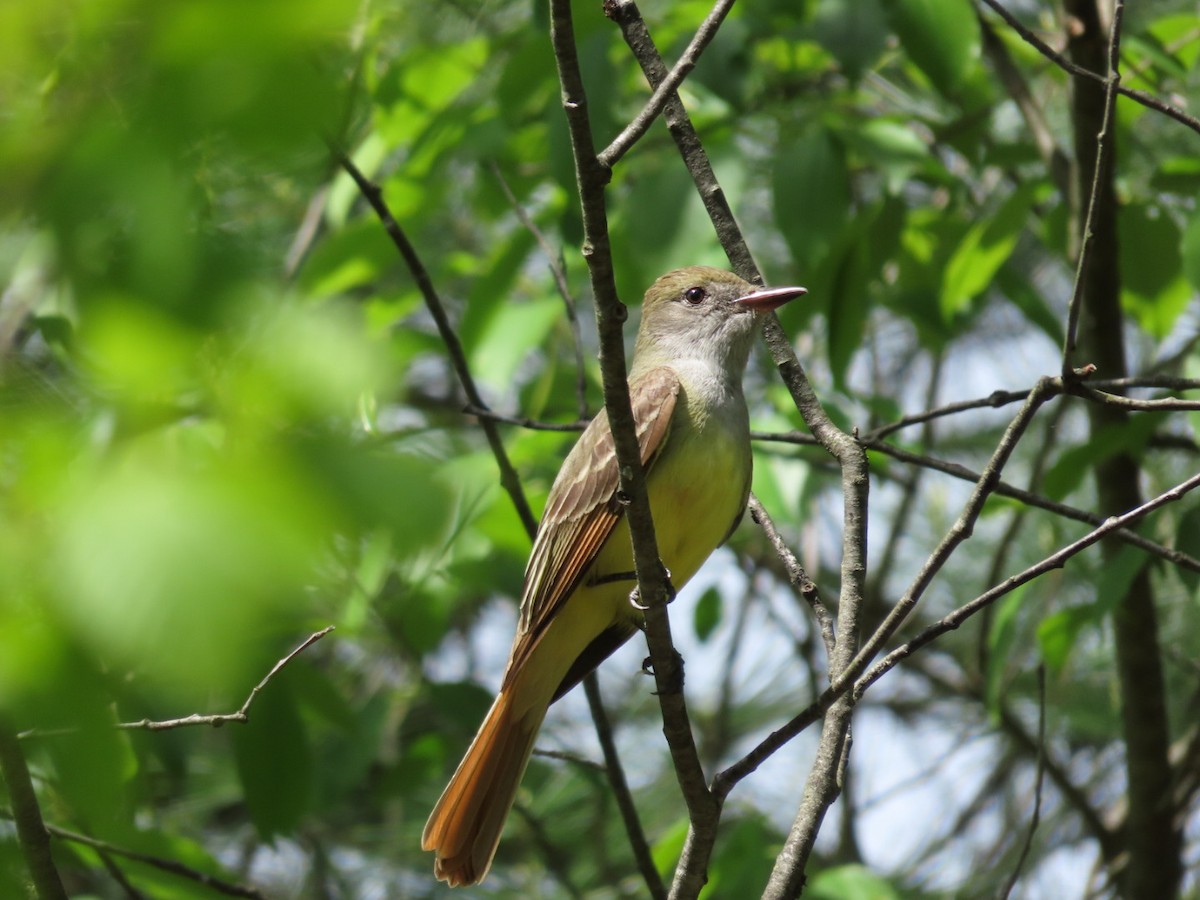 Great Crested Flycatcher - Tania Mohacsi