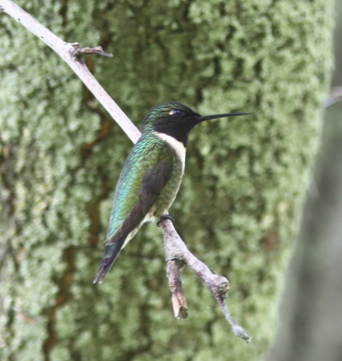 Ruby-throated Hummingbird - Blake Mann