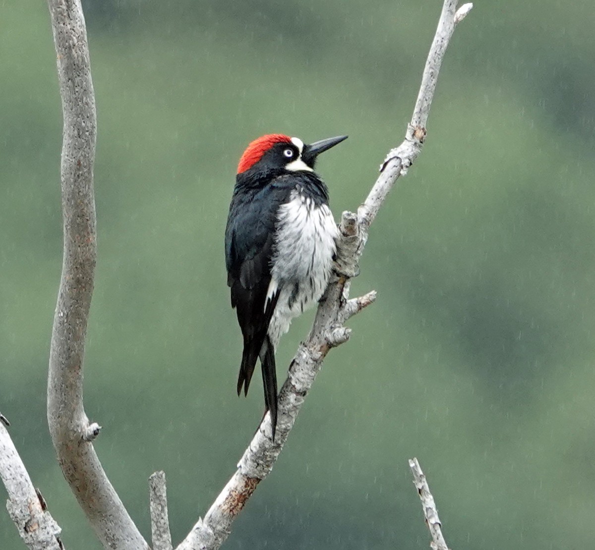 Acorn Woodpecker - Linda Thomas