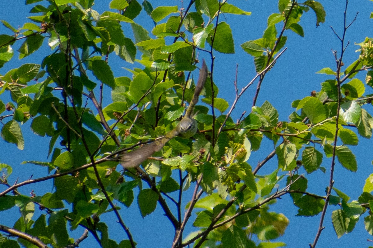 Red-eyed Vireo - Dawn S