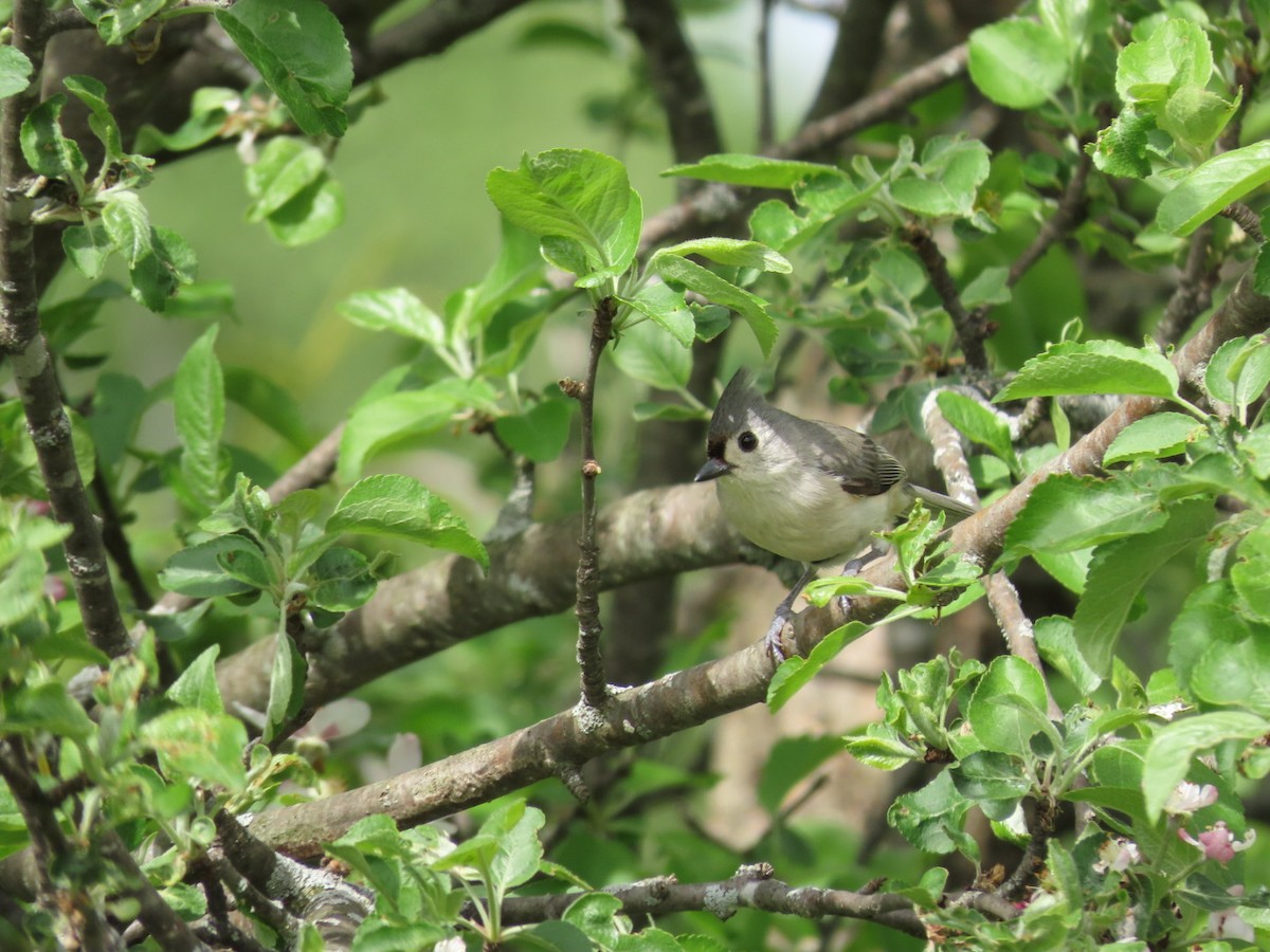 Tufted Titmouse - Tania Mohacsi