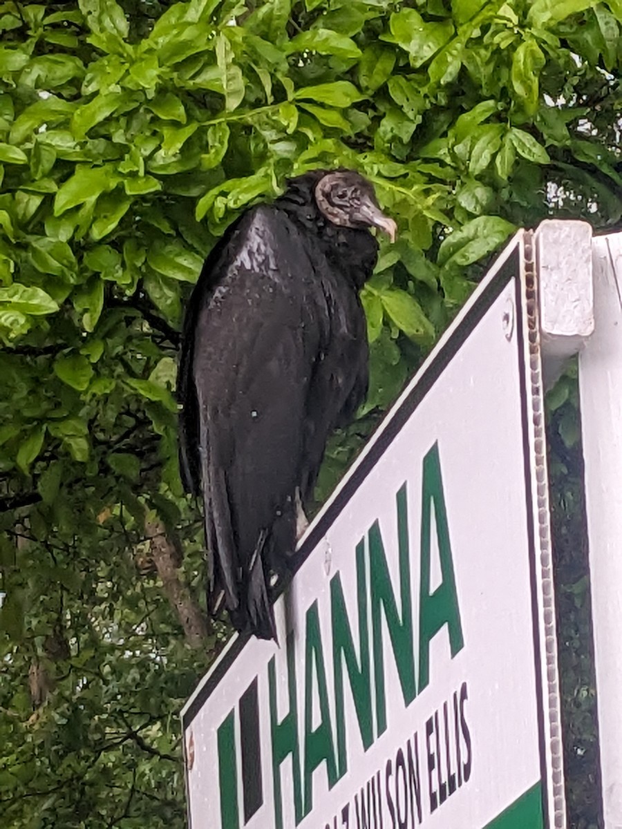 Black Vulture - Scott Kinzey