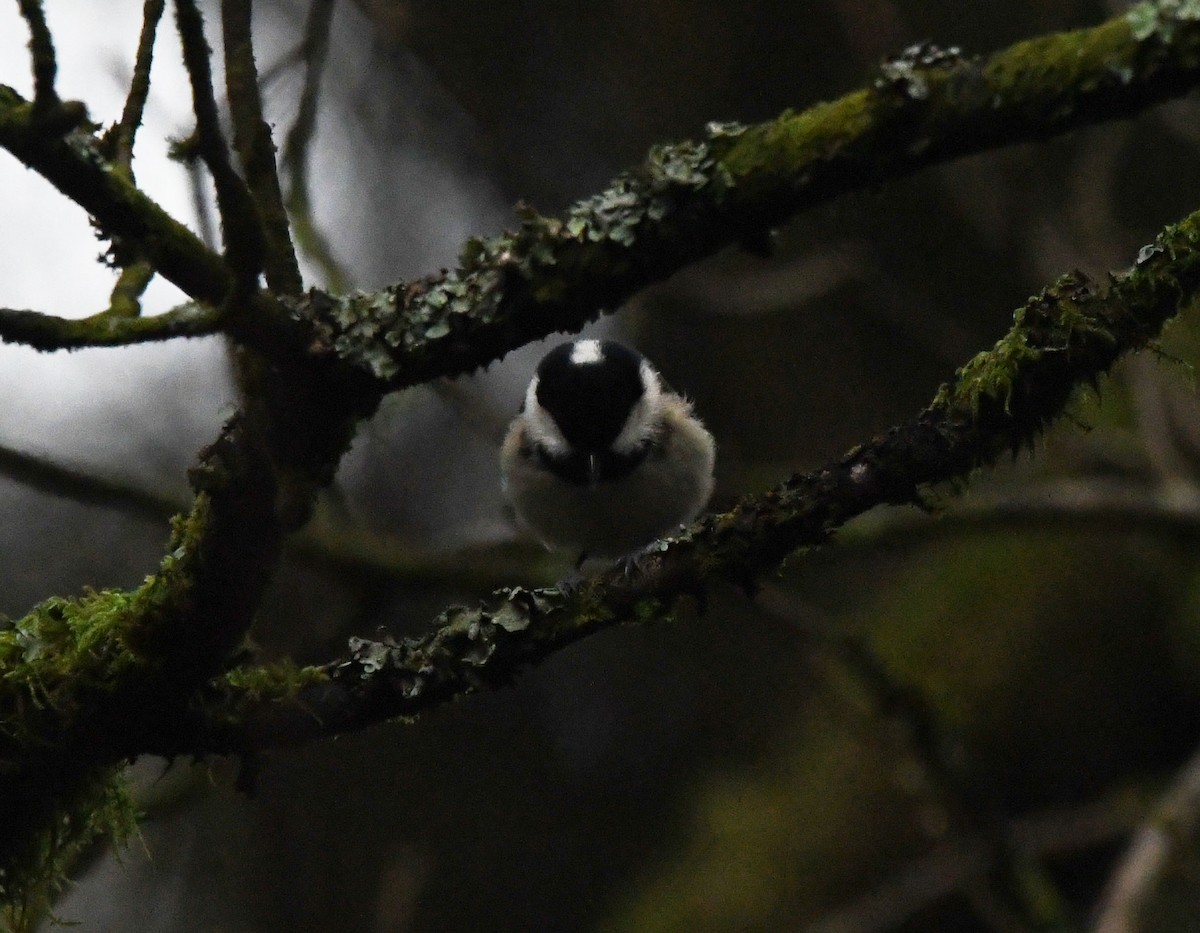 Coal Tit (British) - ML619194137