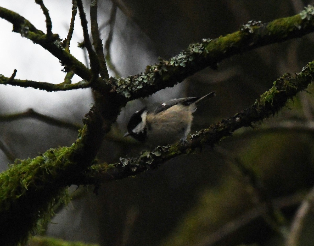 Coal Tit (British) - ML619194138