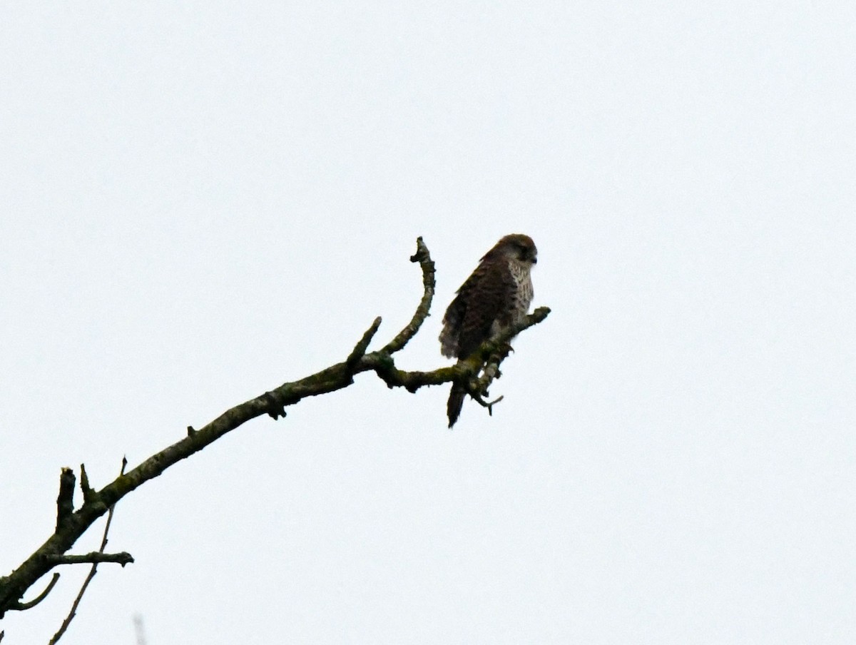 Eurasian Kestrel (Eurasian) - ML619194140