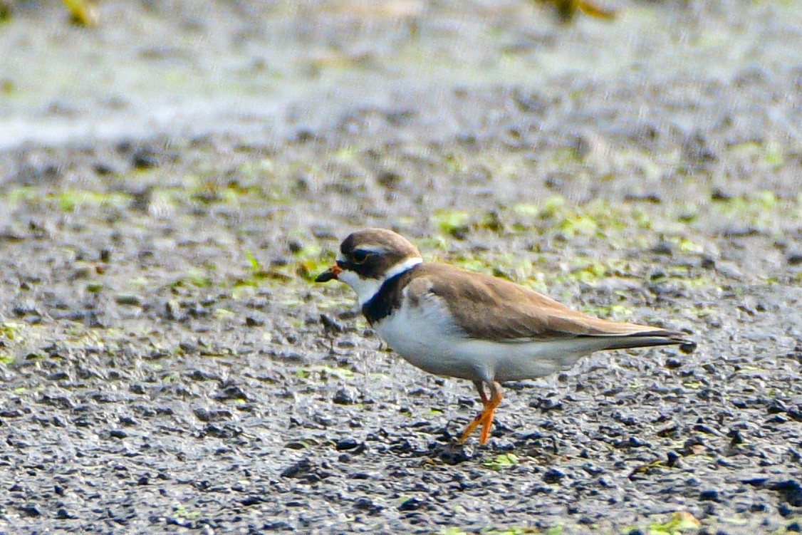 Semipalmated Plover - ML619194141
