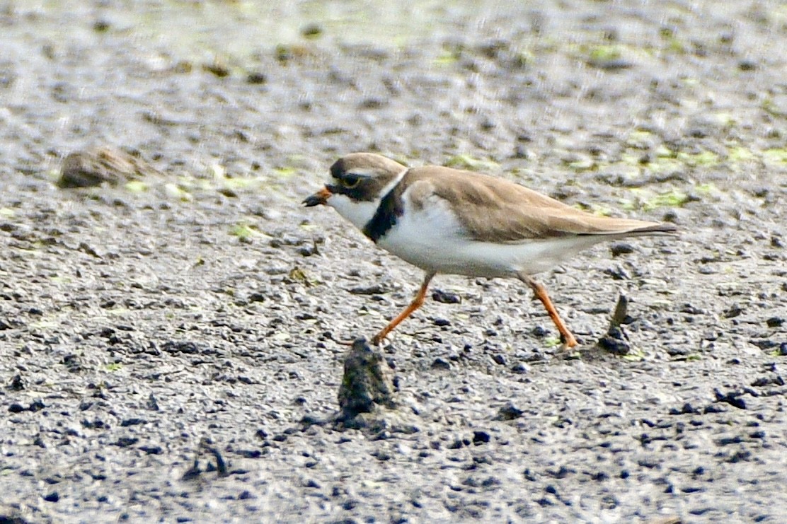 Semipalmated Plover - ML619194142