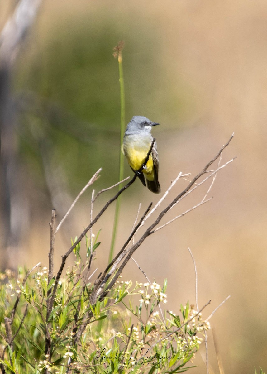 Cassin's Kingbird - Arnulfo López