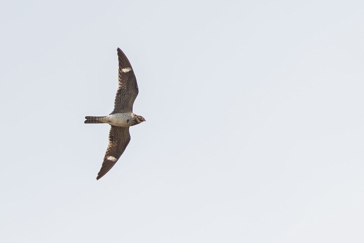 Common Nighthawk - Elliott Ress