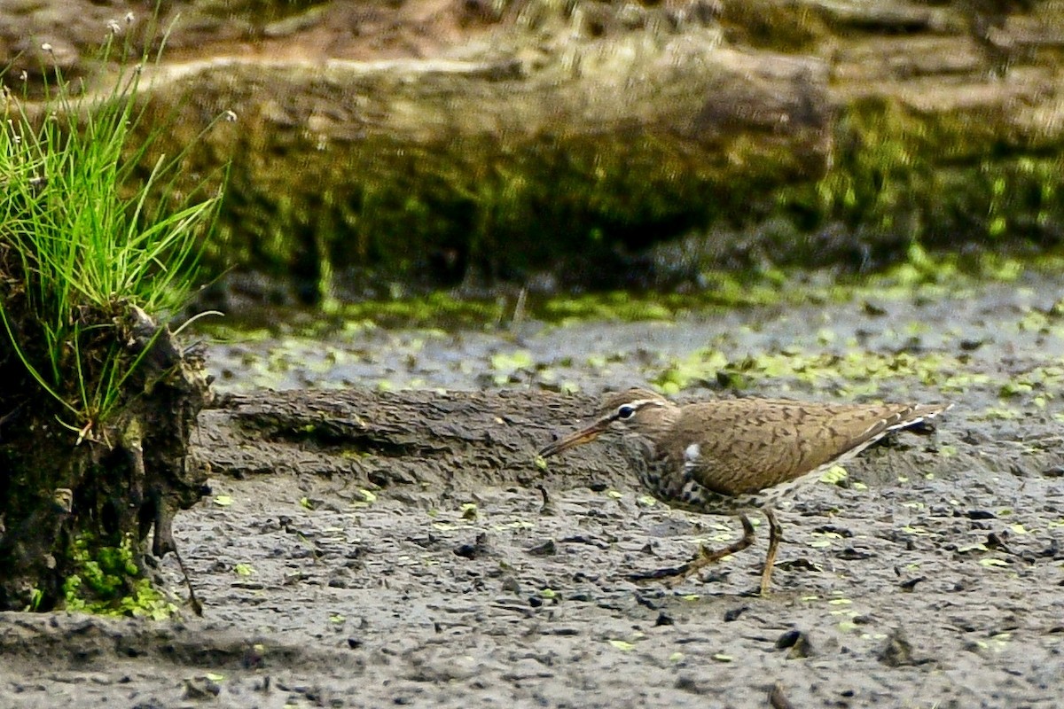 Spotted Sandpiper - Meredith Meyer