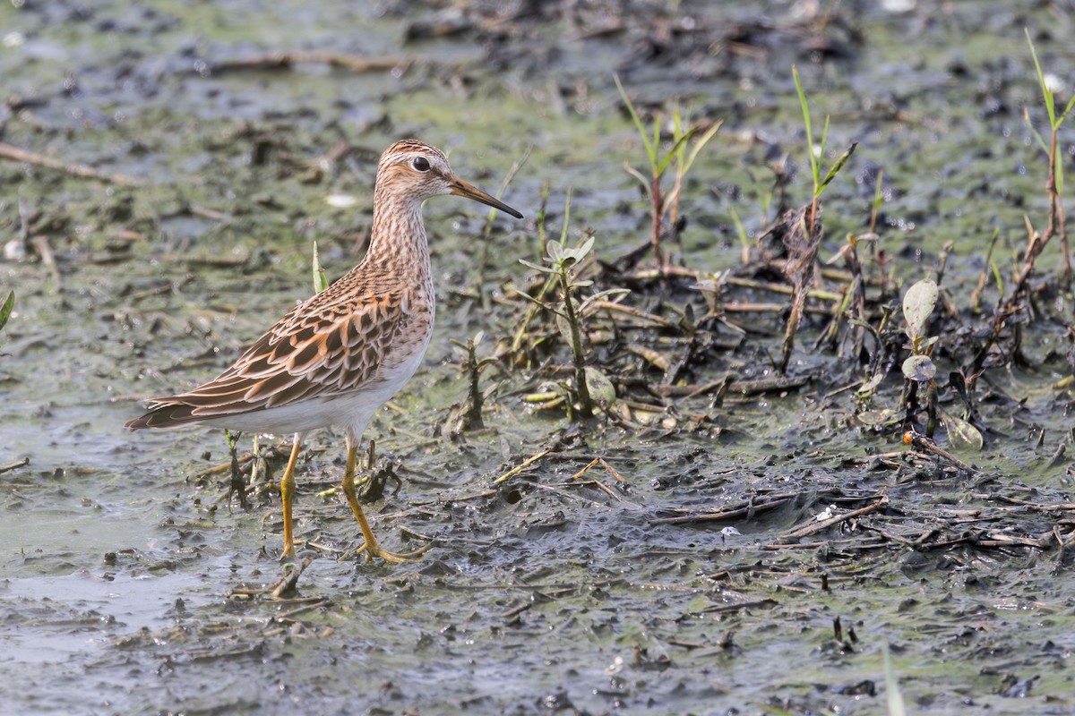 Pectoral Sandpiper - ML619194167