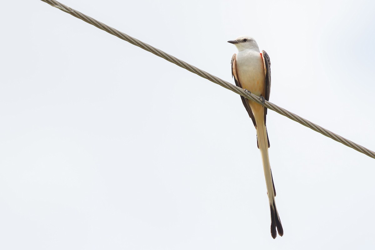 Scissor-tailed Flycatcher - Elliott Ress