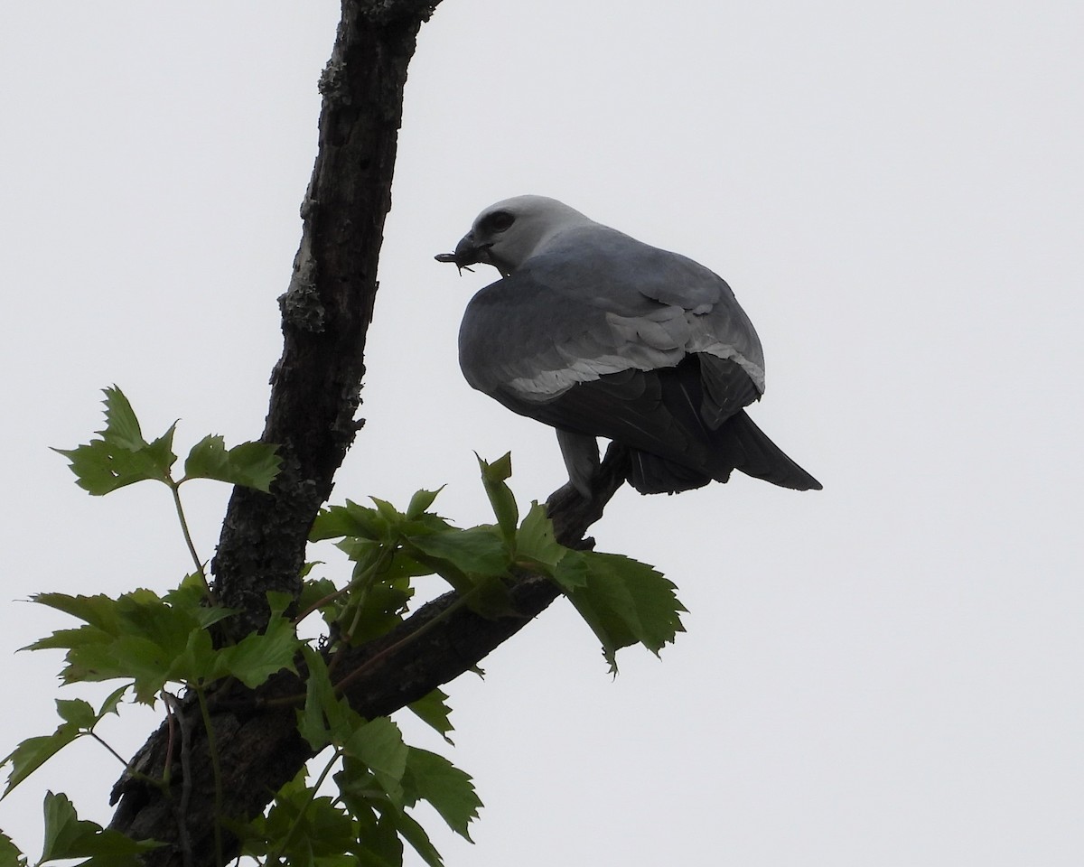 Mississippi Kite - Cheryl Niemeier