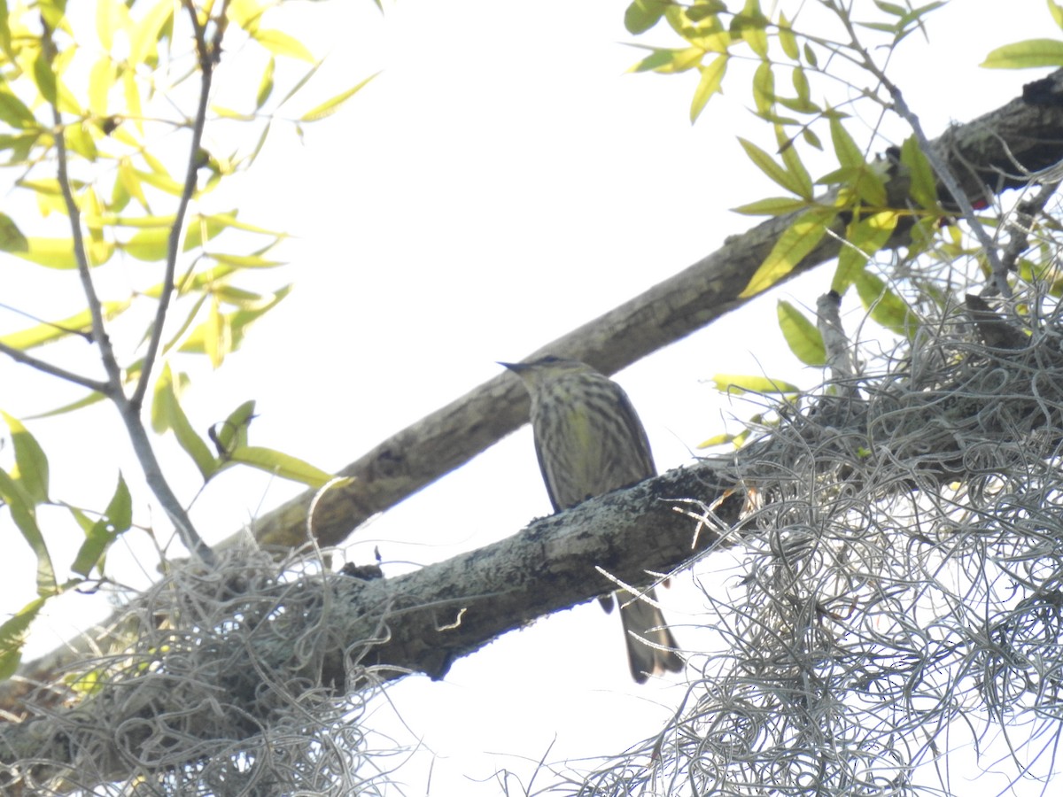 Cape May Warbler - David LaGrange