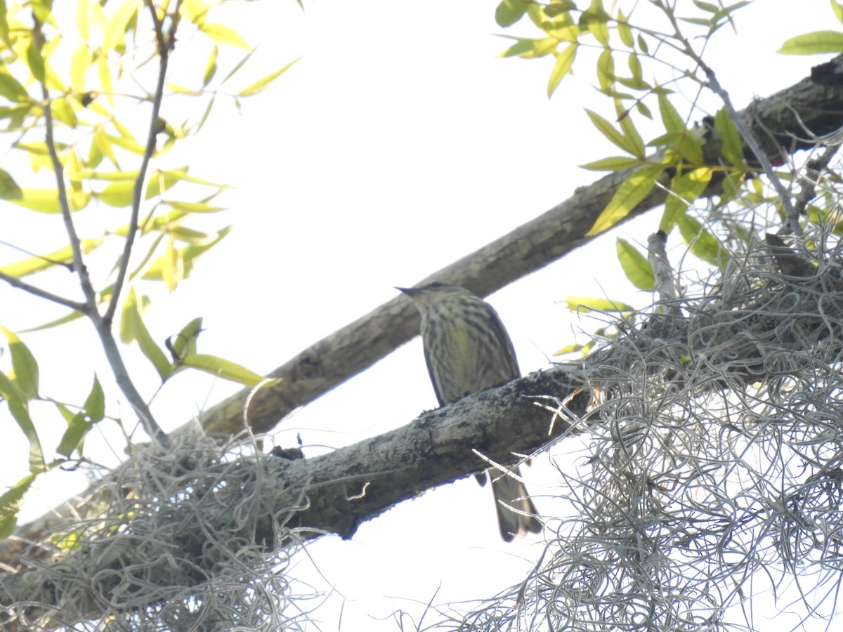 Cape May Warbler - ML619194179