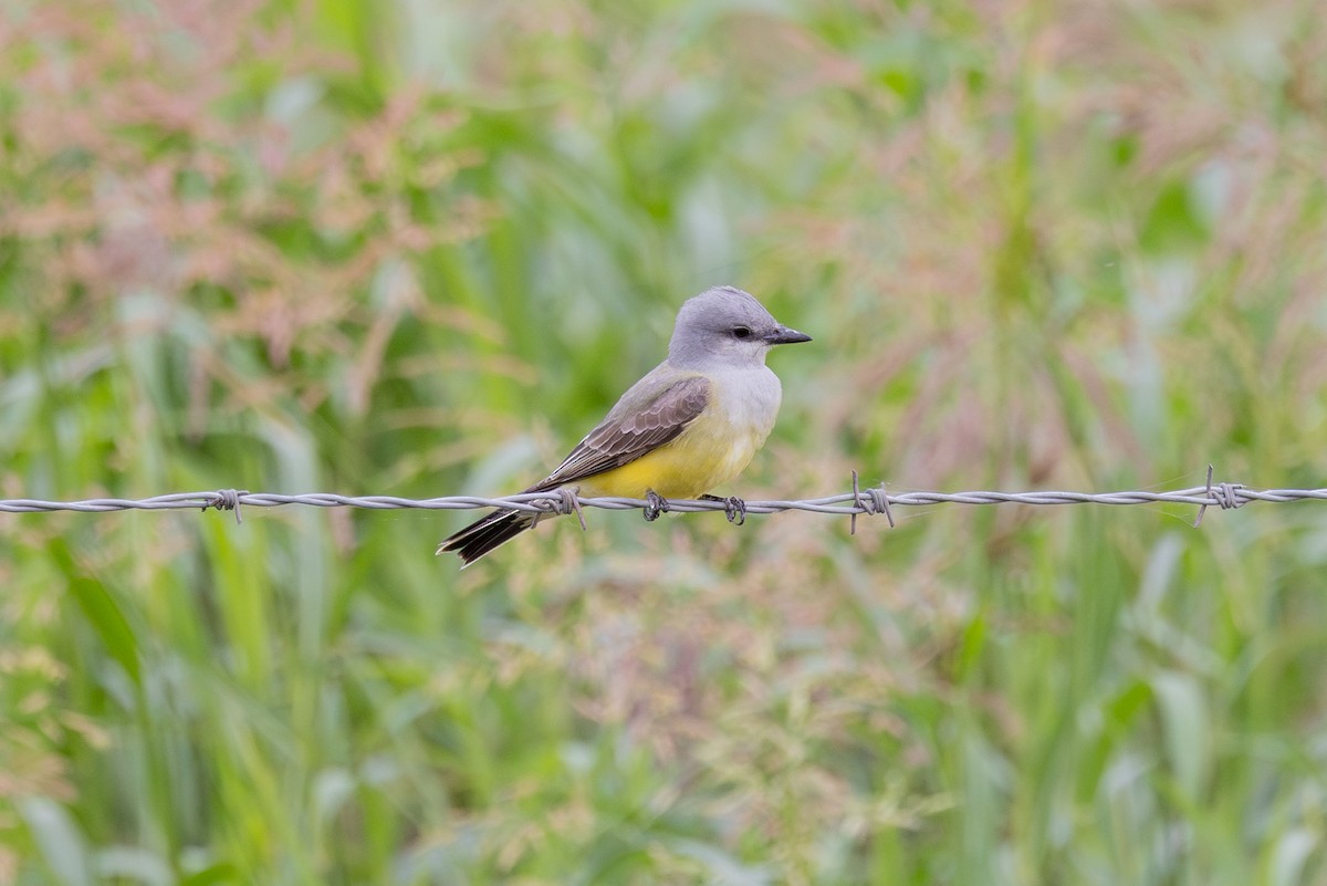 Western Kingbird - Elliott Ress