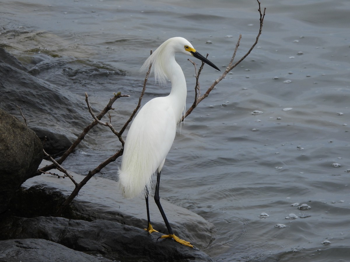 Snowy Egret - Tracee Fugate