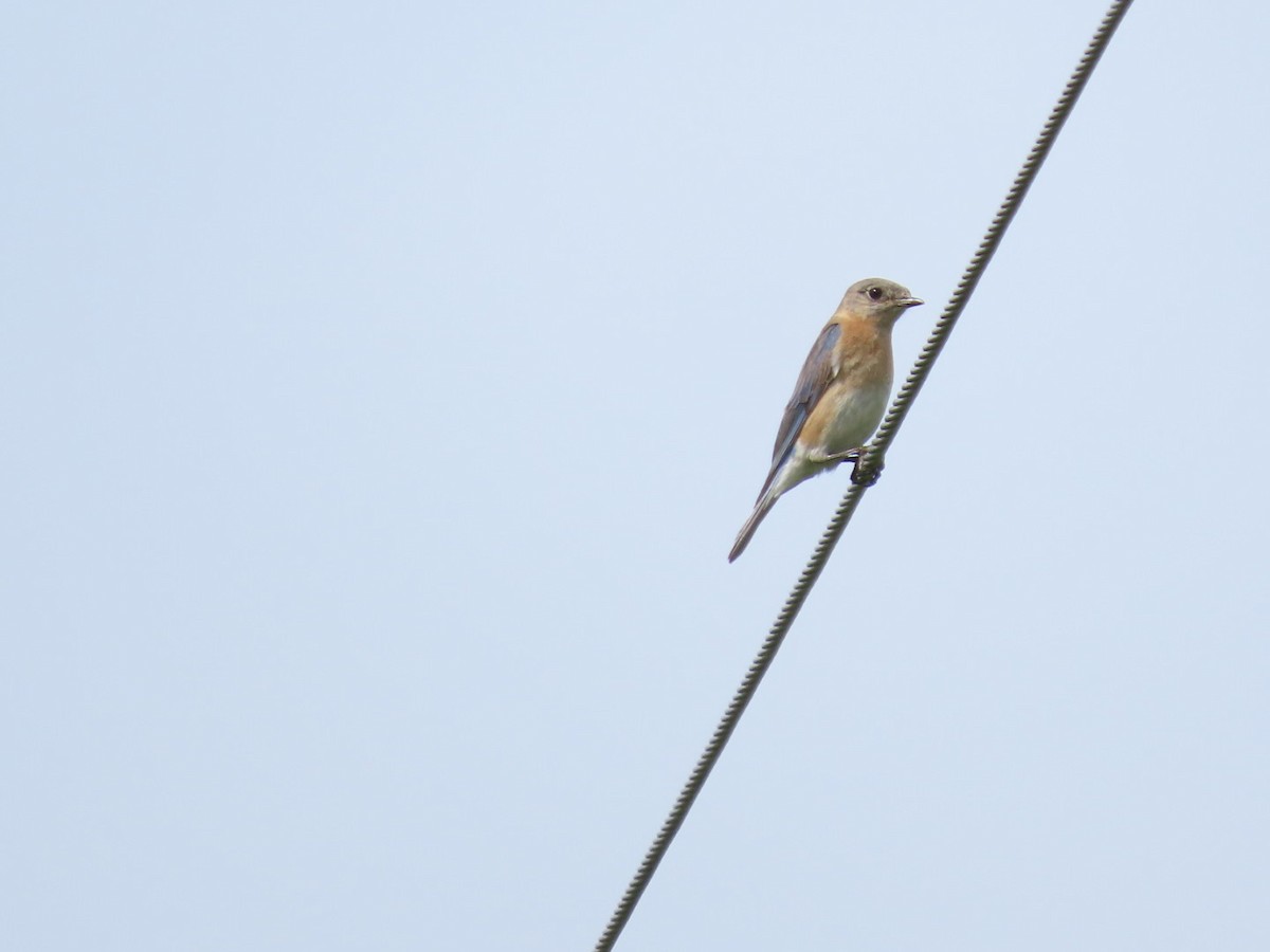 Eastern Bluebird - Tania Mohacsi