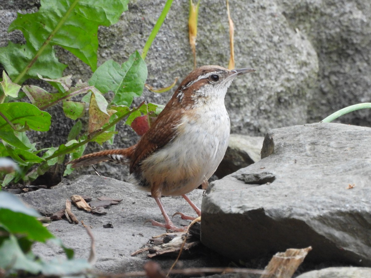 Carolina Wren - Tracee Fugate