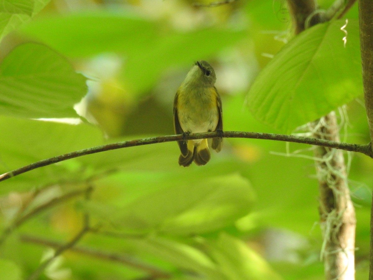 American Redstart - David LaGrange