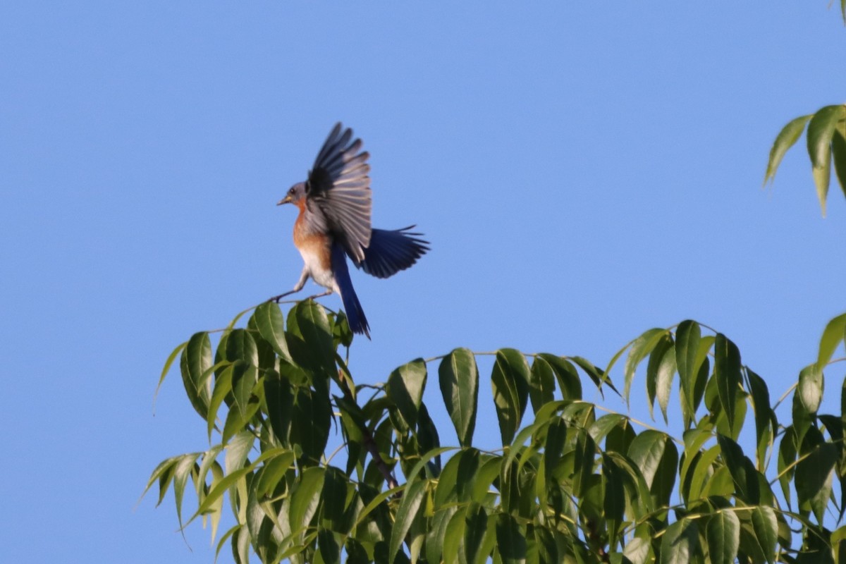 Eastern Bluebird - Jo VerMulm