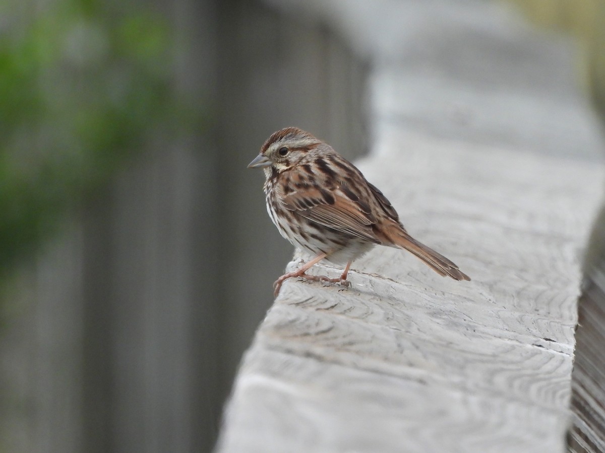 Song Sparrow - Tracee Fugate