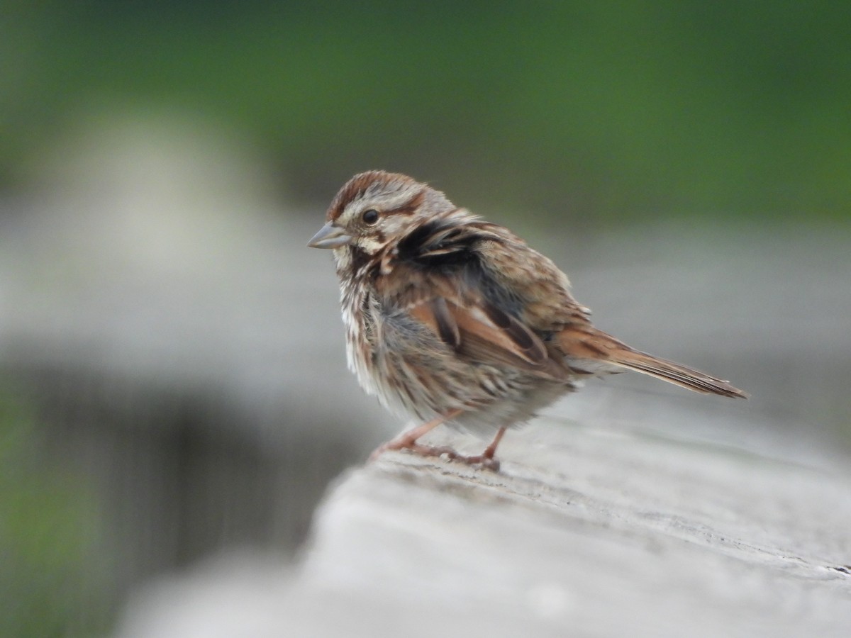 Song Sparrow - Tracee Fugate