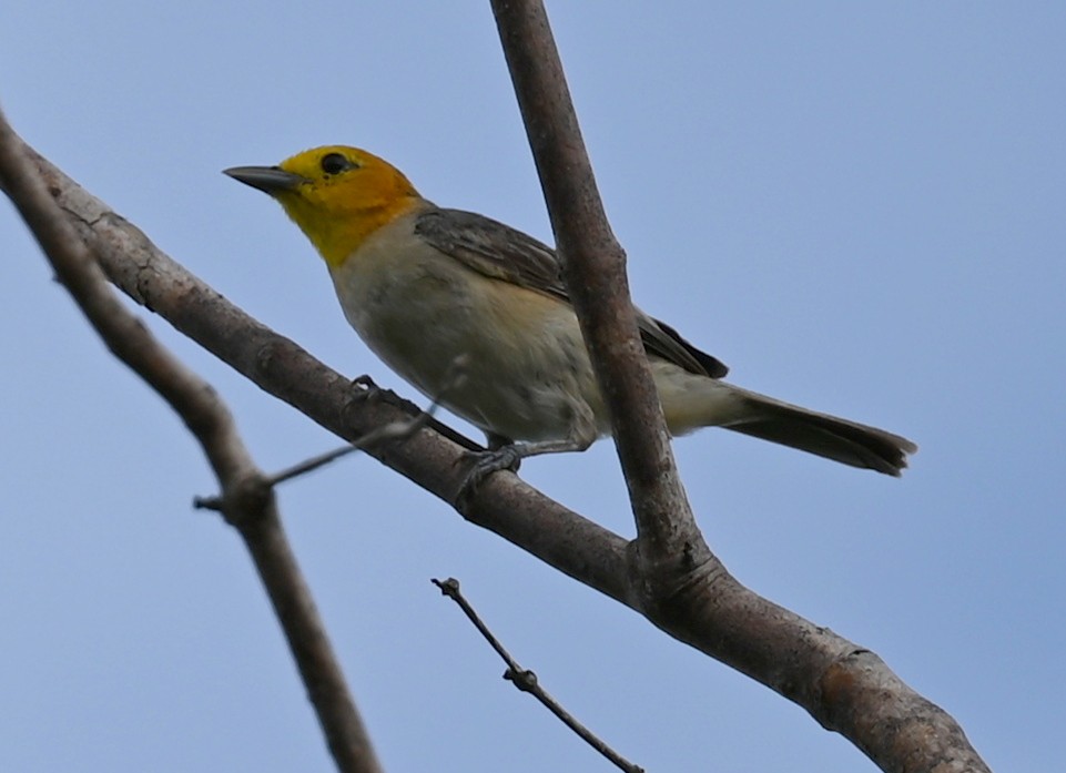 Orange-headed Tanager - Geoff Carpentier