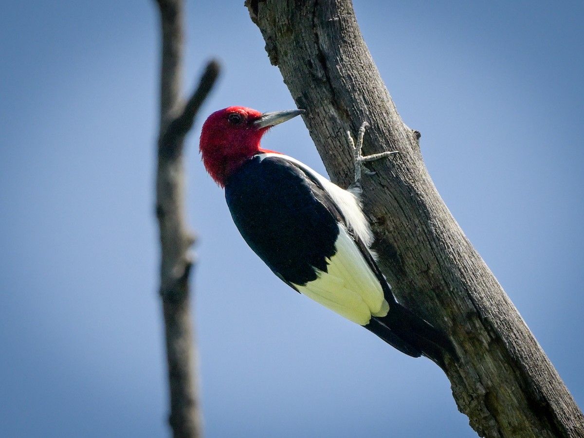 Red-headed Woodpecker - Myron Peterson
