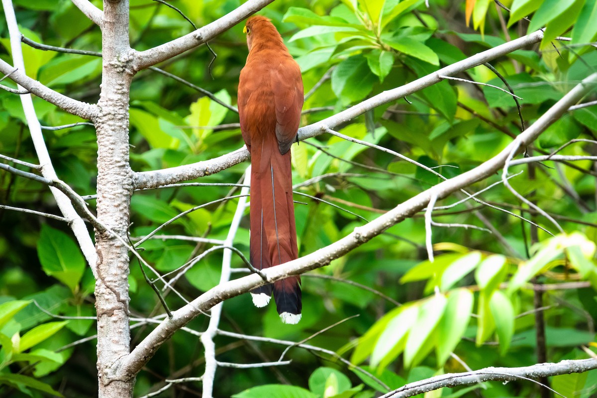 Squirrel Cuckoo - ML619194238