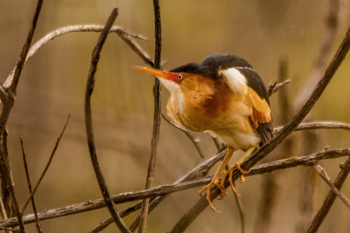 Least Bittern - Marc Boisvert