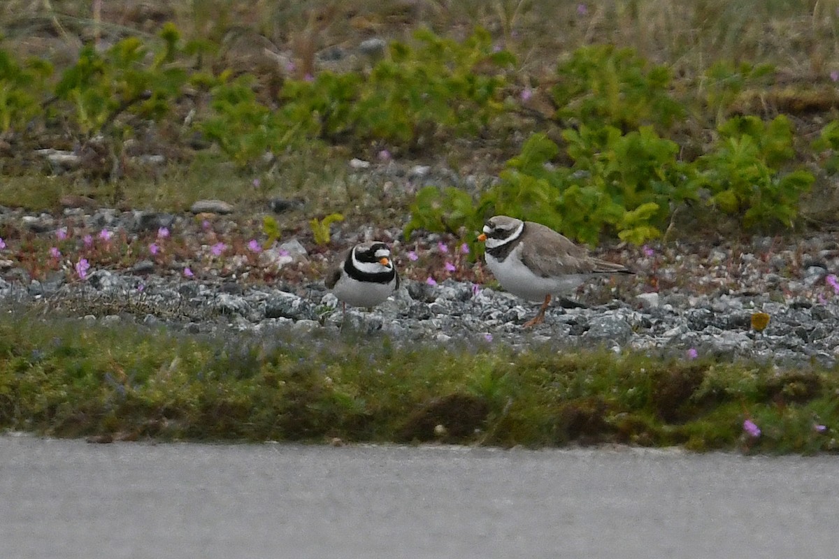 Common Ringed Plover - ML619194259