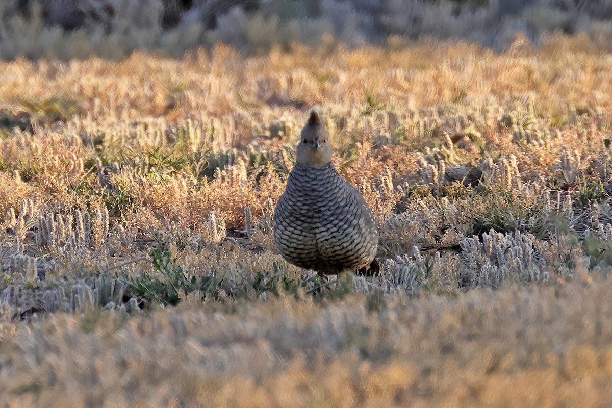 Scaled Quail - Doug Hommert