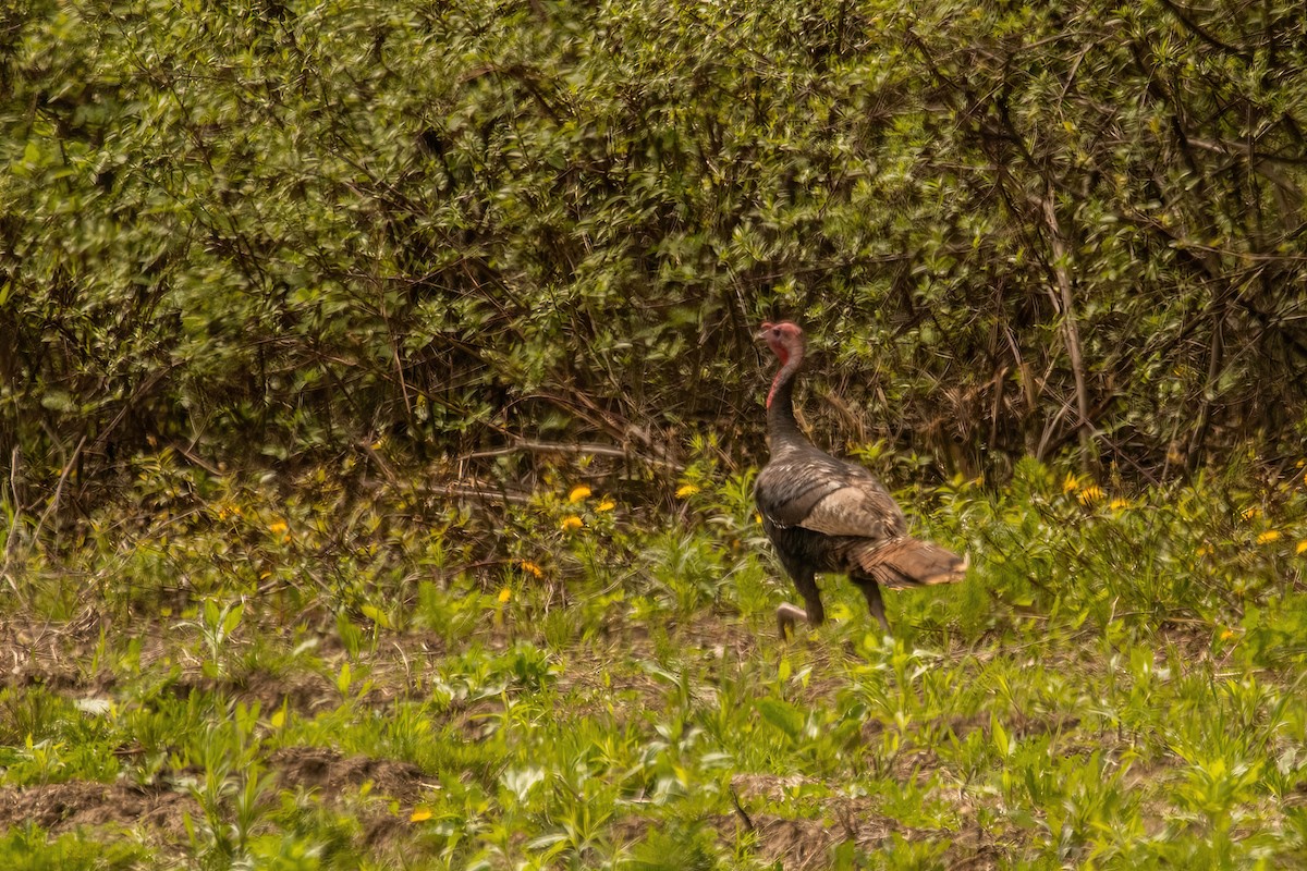 Wild Turkey - Marc Boisvert