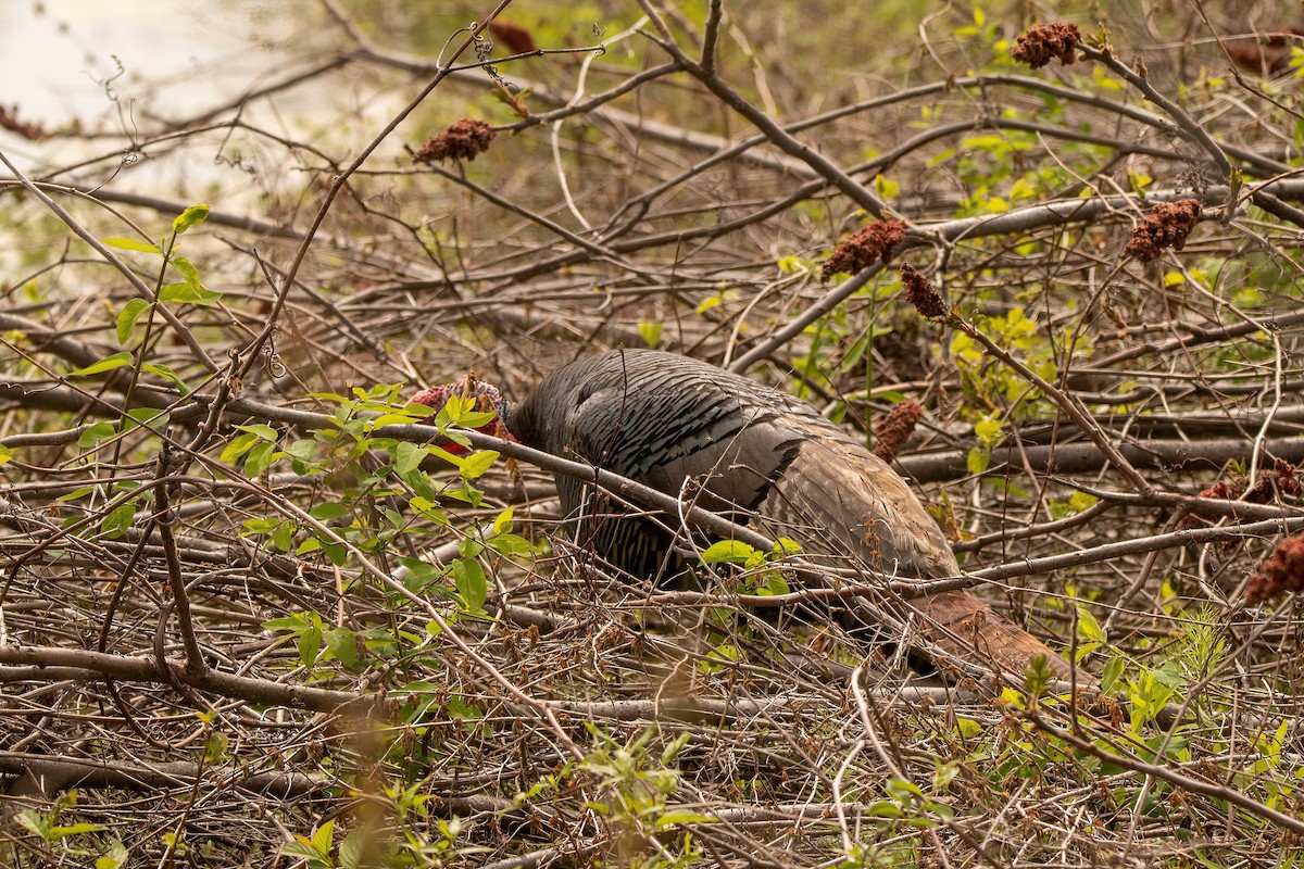 Guajolote Gallipavo - ML619194272