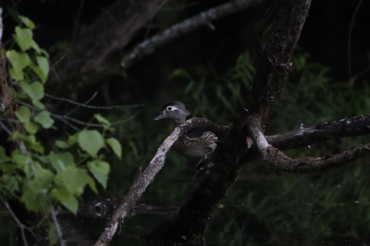 Wood Duck - ML619194281