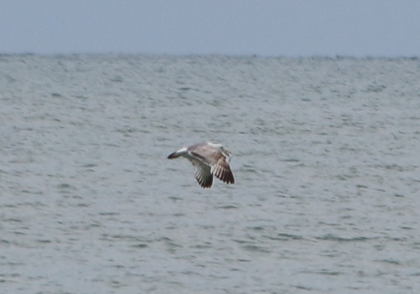 Caspian Gull - Elaheh Afsaneh