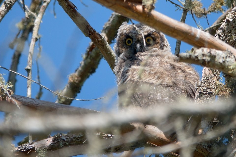 Great Horned Owl - Neil Dawe