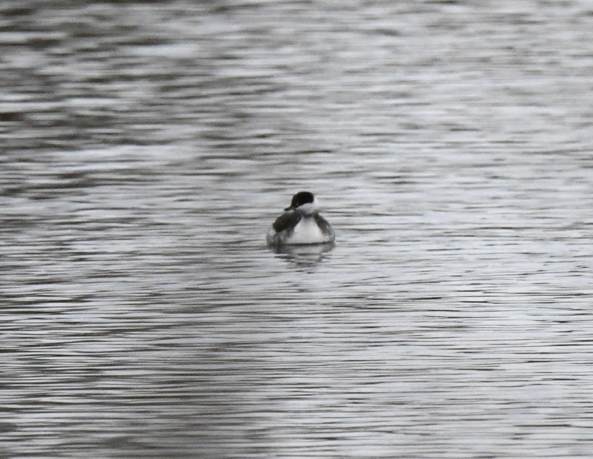Horned Grebe - A Emmerson