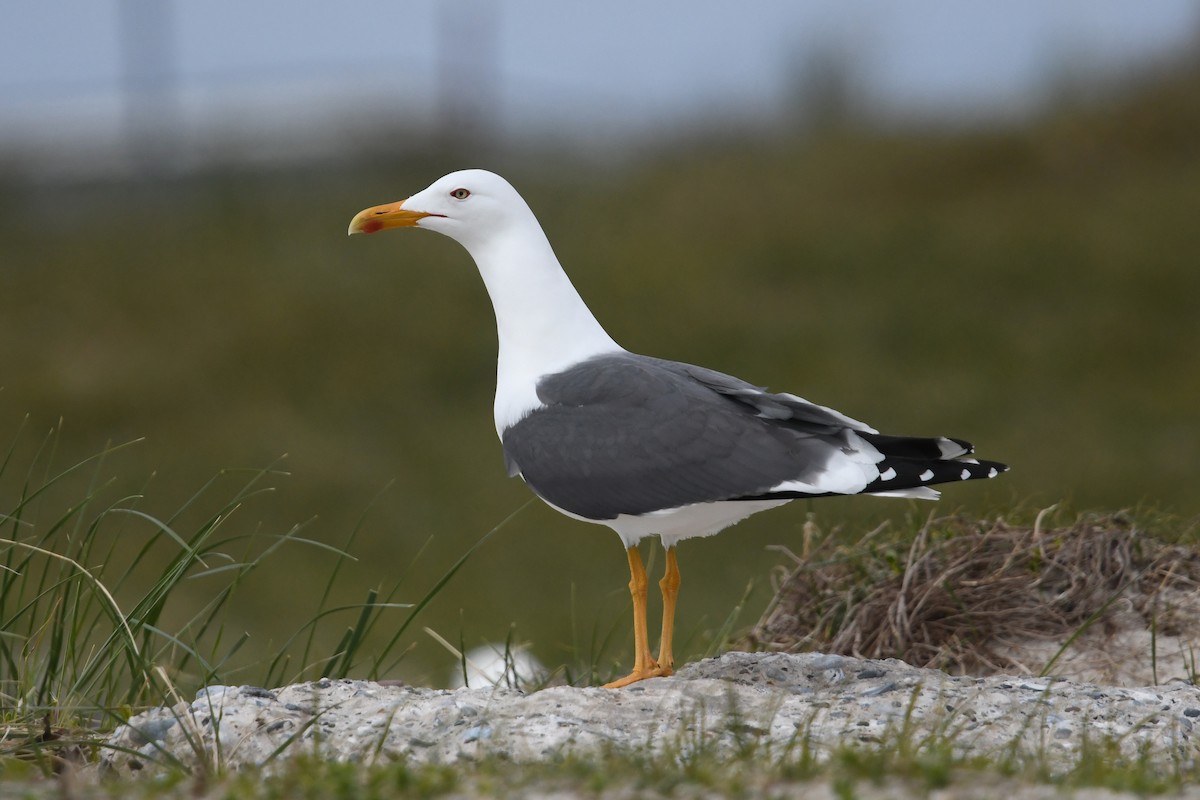 Lesser Black-backed Gull - ML619194312