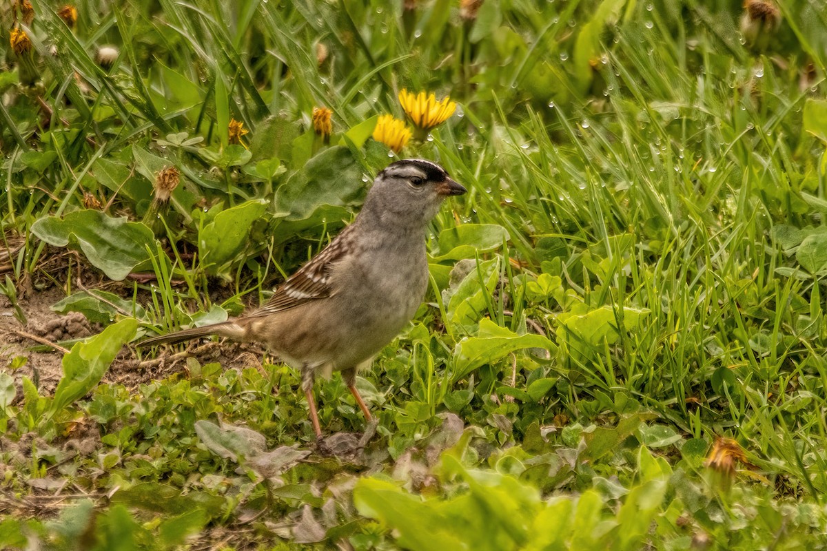 White-crowned Sparrow - Marc Boisvert