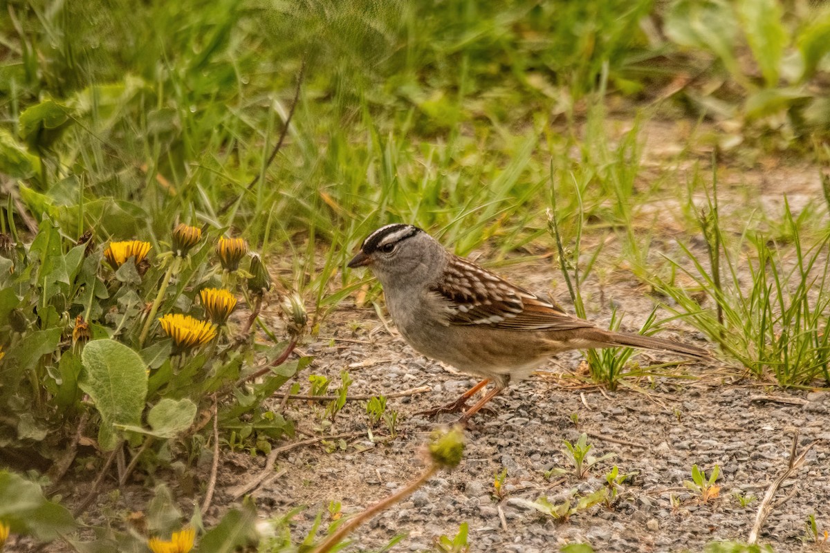 White-crowned Sparrow - Marc Boisvert