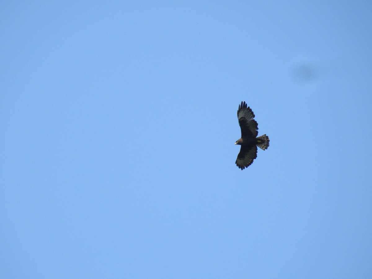 Short-tailed Hawk - David LaGrange