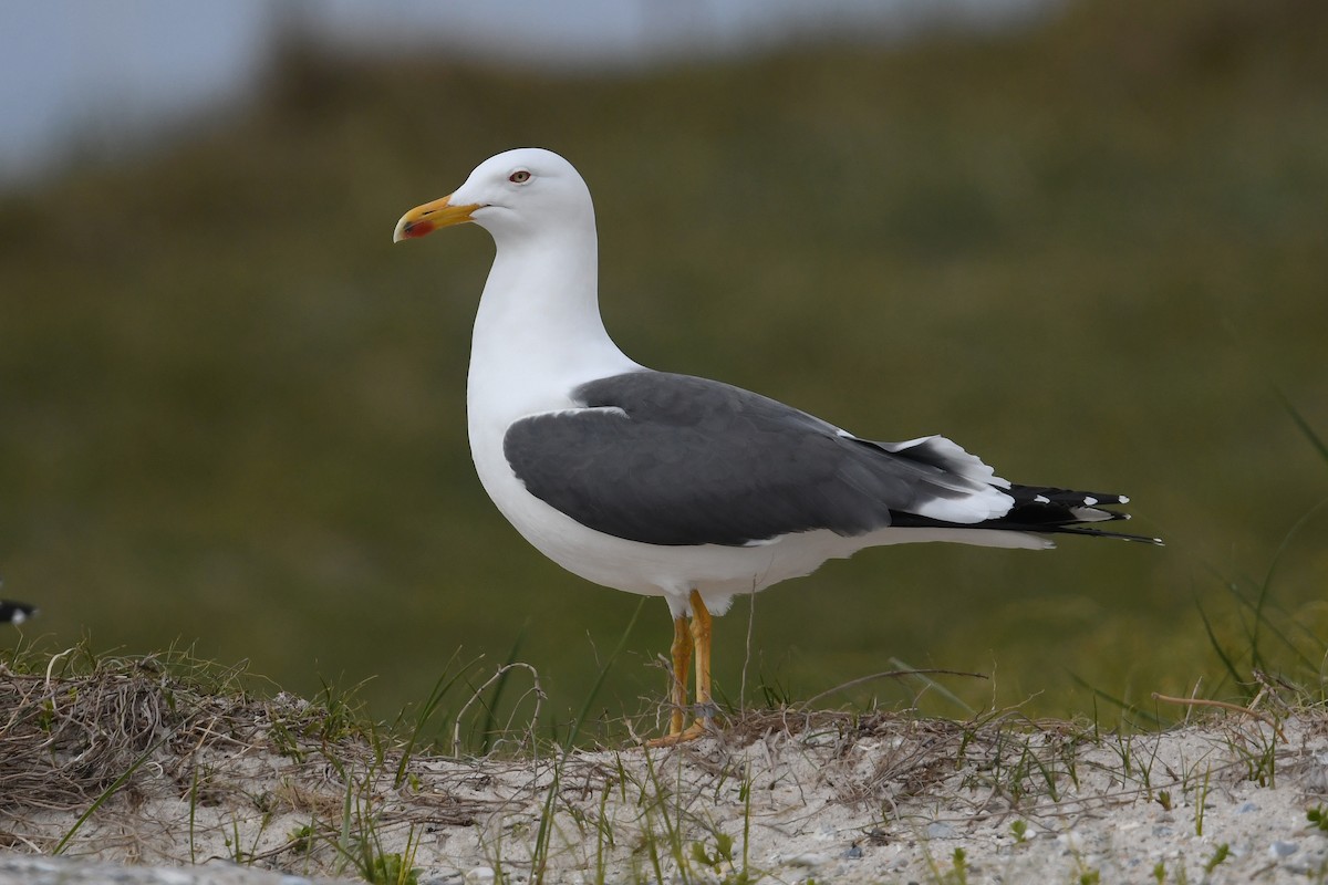 Lesser Black-backed Gull - Andreas Deissner