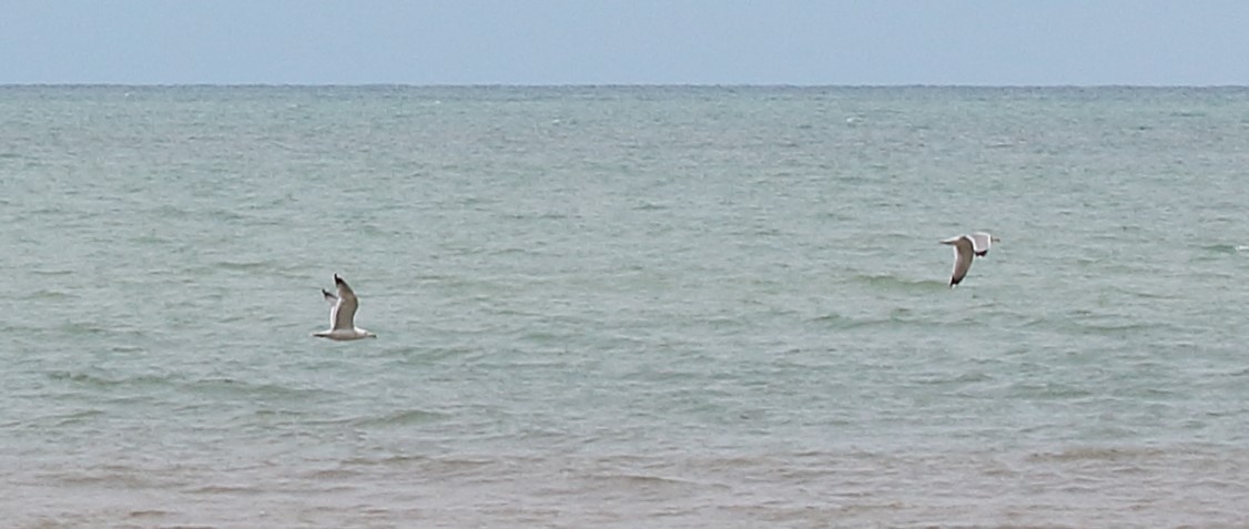 Caspian Gull - Elaheh Afsaneh