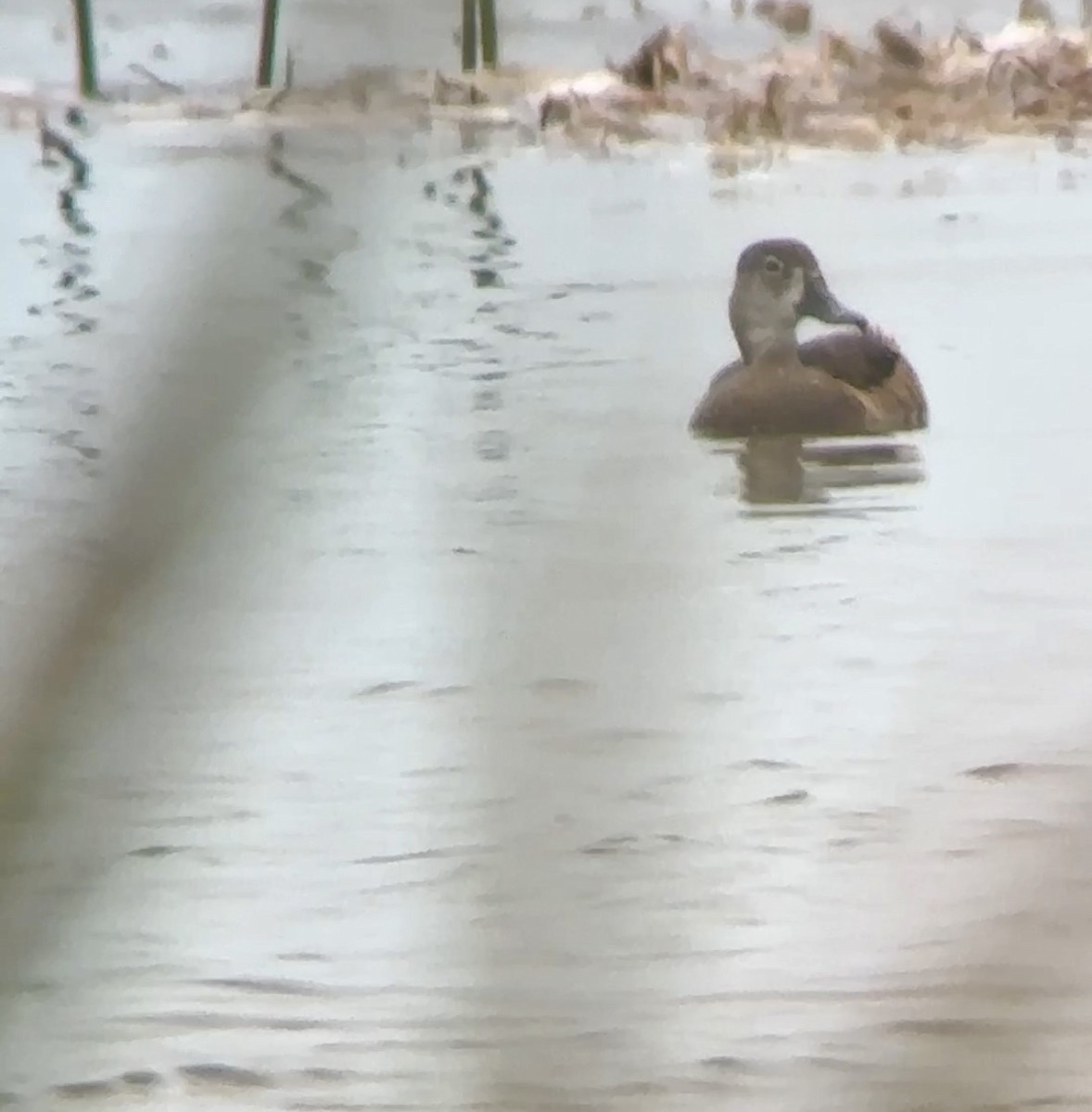 Ring-necked Duck - Soule Mary