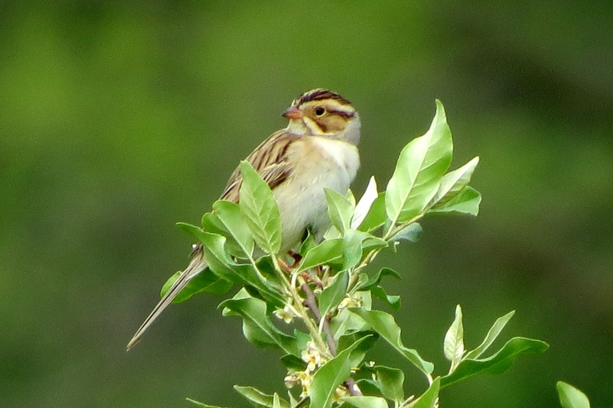 Clay-colored Sparrow - ML619194346
