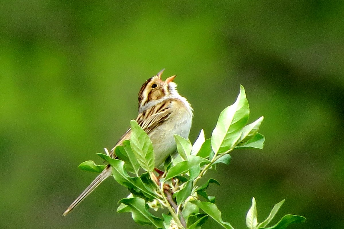 Clay-colored Sparrow - ML619194347